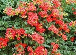campsis-trumpet-creeper