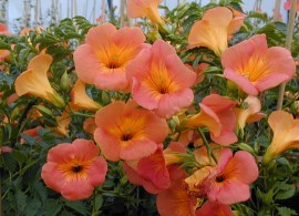 campsisgrandiflorafl5__004334400_0839_200720146