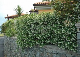 características-del-trachelospermum-jasminoides