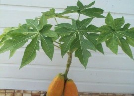 carica-papaya-plants-1589023156-5420831