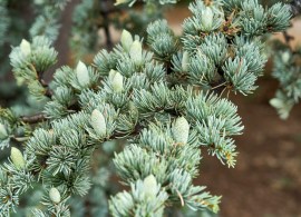 cedrus-atlantica-glauca-4850-1