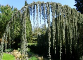 cedrus-atlantica