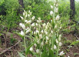 cephalanthera-478f2e6b-a1ec-4ed4-9bbd-08347156fcc-resize-750