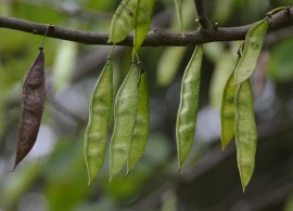 cercis-canadensis-alba-fruit-27