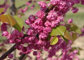 cercis-canadensis-pink-pom-poms-1-800x532-22