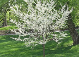 cercis-royal-white