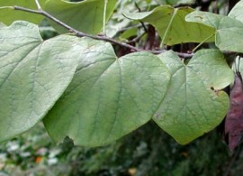 cercis_canadensis_fruits_ur_01s-1