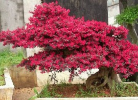 chinese-fringe-flower