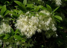 chionanthus-virginicus-fl-pdrobot-e