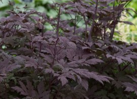 cihb_0_cimicifuga_hillside-black-beauty.1490714989