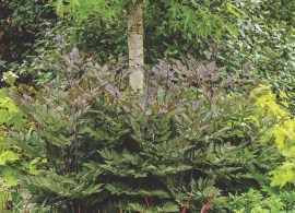 cimicifuga_ramosa_atropurpurea_hrm_q2