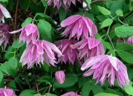 clematis-purple-dream-013_0