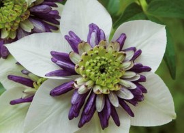 clematite-viennetta-evipo006