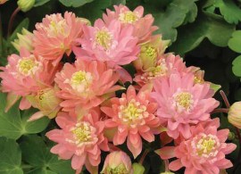 columbine-clementine-salmon-rose