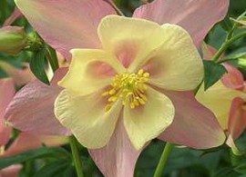columbine-swan-pink-yellow
