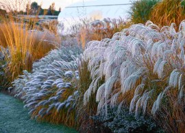 compressed_miscanthus_sinensis_silver_charm9