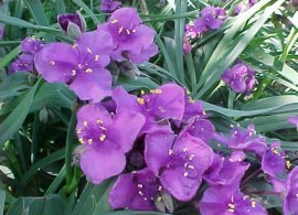 concord_grape1-max-500