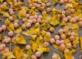 content_gingko_biloba_nut11