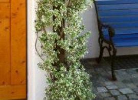 csm_101023-spindelstrauch-edelstahlseil-180_8742eaa95f