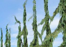 cupressus-nootkatensis-green-arrow10-12-and-12-14-some-tipping-at-18-1