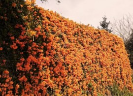 cura-della-pianta-pyrostegia-venusta-o-bignonia-invernale-780x470