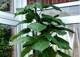 cyphomandra-betacea-baumtomate-tamarillo