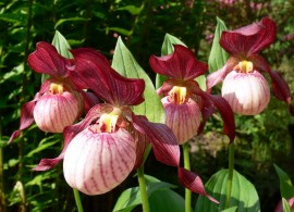 cypripedium-gisela.-tsipripedium-bashmachok-gizela.gisela2