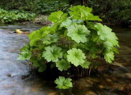 darmera-peltata6