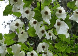 davidia-involucrata-dove-tree-directly-below-041516-314