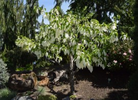 davidia-involucrata-dove-tree-sonoma-041816-104