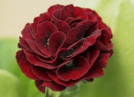 dc7d-29a3-3275-primula-forest-bordeaux-0-1-0-1-0-8-1-1000x750
