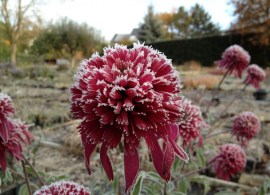echinacea-southern-belle_mta5nji3odba