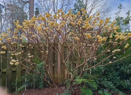 edgeworthia-chrysantha-snow-cream.i-2246.s-66943.r-1_6390de35-e76f-4e23-8215-4d41abdcf987