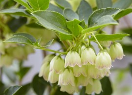 enkianthus-campanulatus-prettycoat-1-1030x824