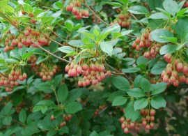 enkianthus-campanulatus-red-bells