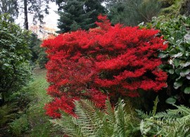 enkianthus-perulatus