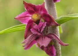 epipactis-atrorubens2