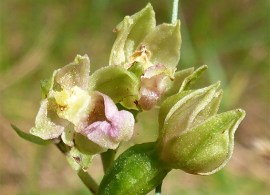 epipactis-dunensis1