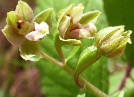 epipactis-dunensis3