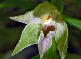 epipactis-leptochila1