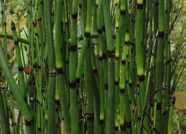 equisetum_hyemale2