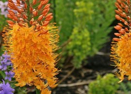 eremurus-gigantskiy-19