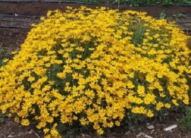 eriophyllum-6-300