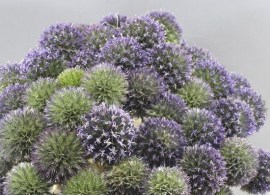 eryngium-button-35cm