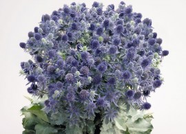 eryngium-planum-blue-hobbit-l8750-3