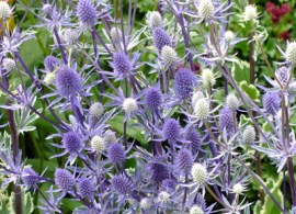 eryngium-planum-jade-frost-1