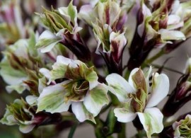 floks-wiechowaty-pure-feelings-phlox-paniculata
