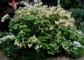 fothergilla-major-total