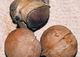 fruit1