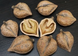 full_orex_cercevidnyi_orex